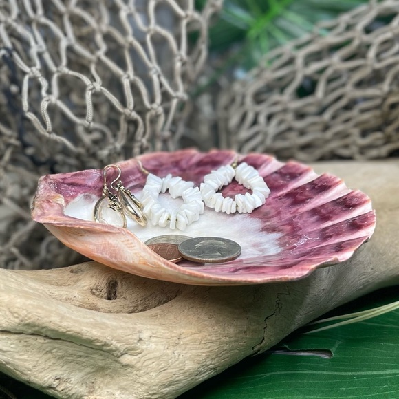 Large Polished Lions Paw Seashell Coral Purple Crafting Display Shell Collector - Picture 8 of 14